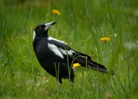 Fletnak australsky - Gymnorhina tibicen - Australian Magpie 4398